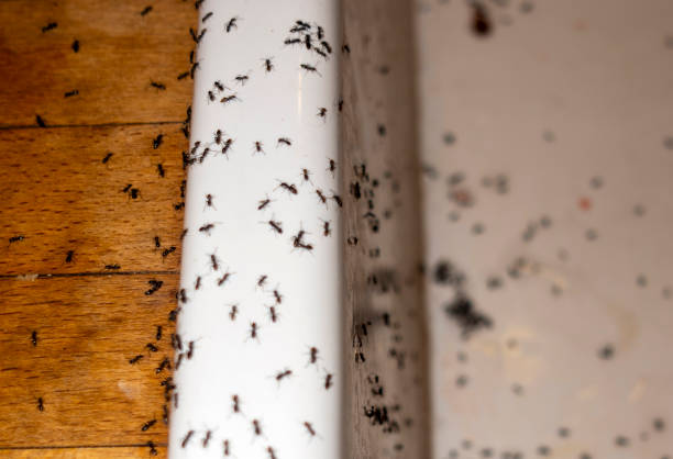 Professional Pest Control in Babbitt, MN