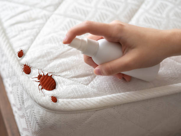 Best Termite Control Services  in Babbitt, MN