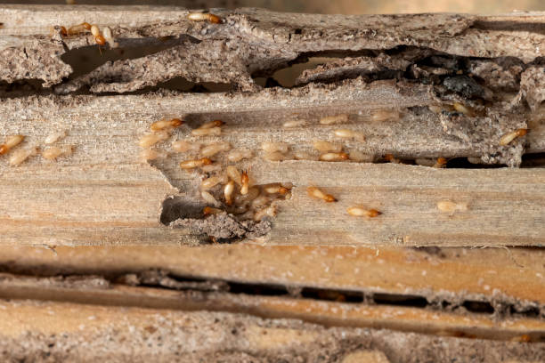 Insect Control in Babbitt, MN