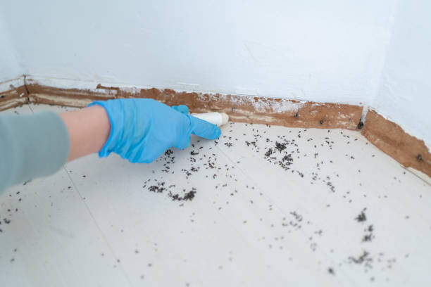 Best Best Pest Control Companies  in Babbitt, MN