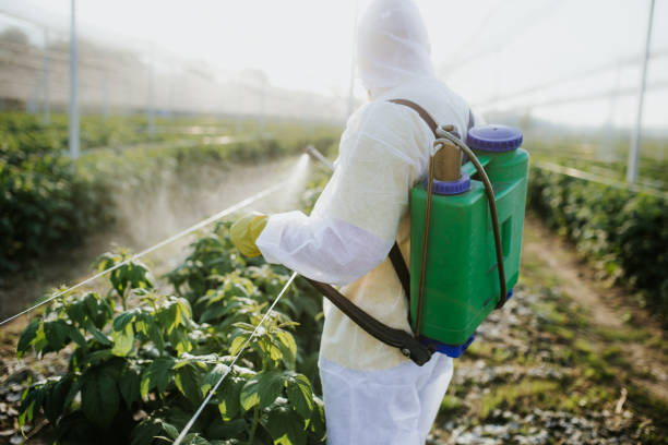 Best Local Pest Control Services  in Babbitt, MN